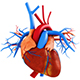 Cardio & Circulatory Body System