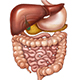 Digestive Body System