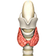 Endocrine Body System