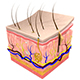 Integumentary Body System