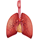 Respiratory Body System